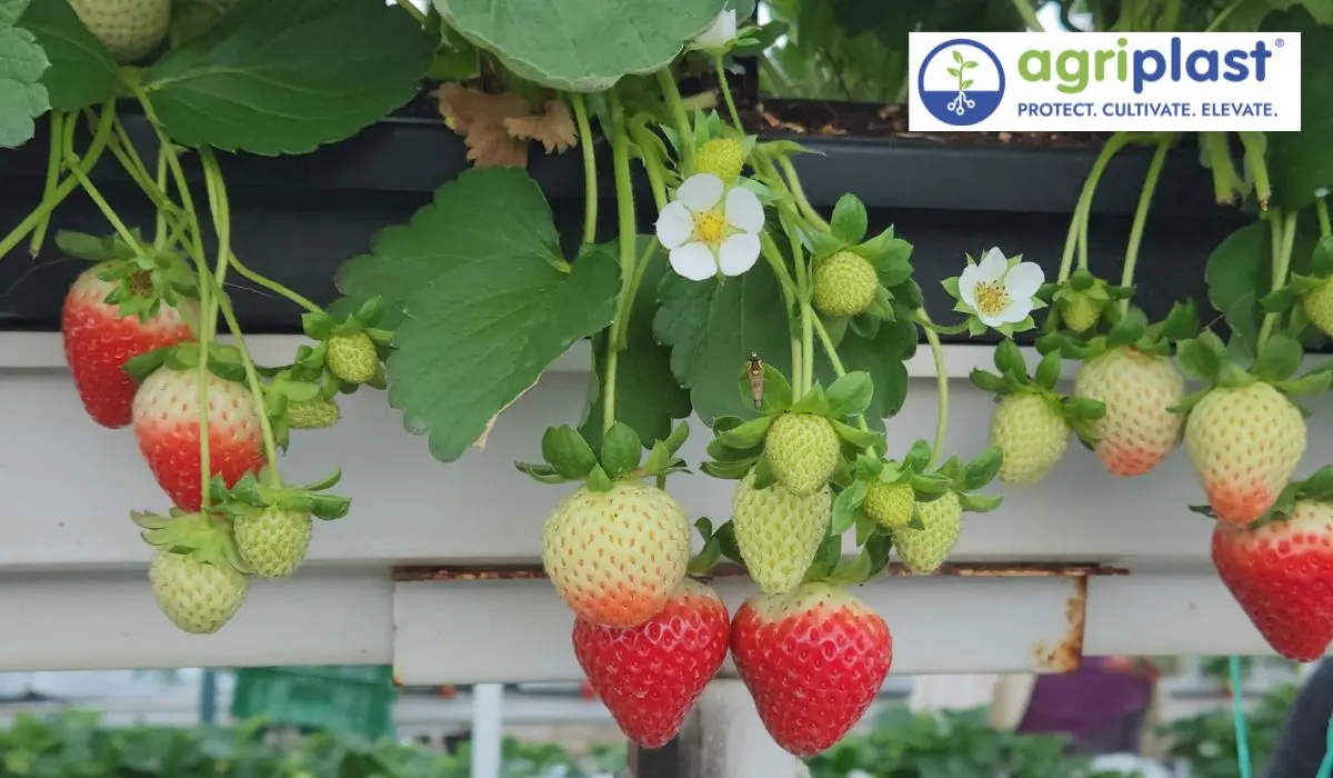 Ripe strawberries grown in Agriplast Strawberry Containers (Closed Type) inside a protected polyhouse &mdash; soilless cultivation, terrace gardening, and commercial strawberry farming in India